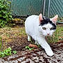 Lucy joined the competition — help win amazing prizes! cat, white_cat, black_markings, outdoor, garden, grass, moss, concrete, fence, chain_link_fence, plant, pine_cone, walking, curious, animal, pet, greenery, nature, close_up, daylight