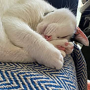 Lucy joined the competition — help win amazing prizes! cat, sleeping, white_cat, pet, fur, cozy, blanket, paw, nose, indoor, resting, cute, animal, whiskers, closeup, relaxing, soft, pattern, pink_paw, domestic_cat