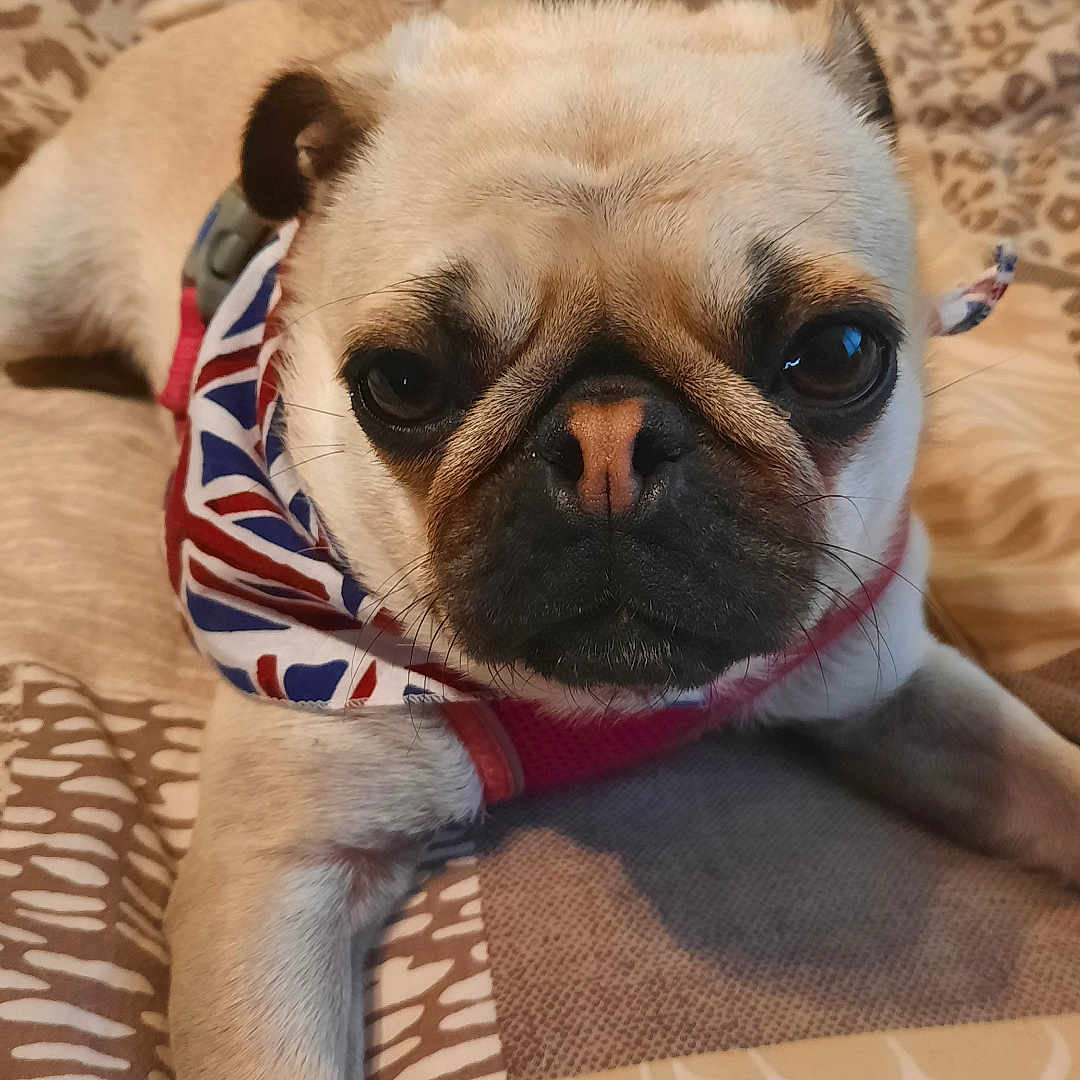 Lola is registered to the contest to win money with this photo: animal, blanket, bulldog, canine, couch, dog, frenchbulldog, furniture, hound, pet, pitbull, pug, puppy, quilt