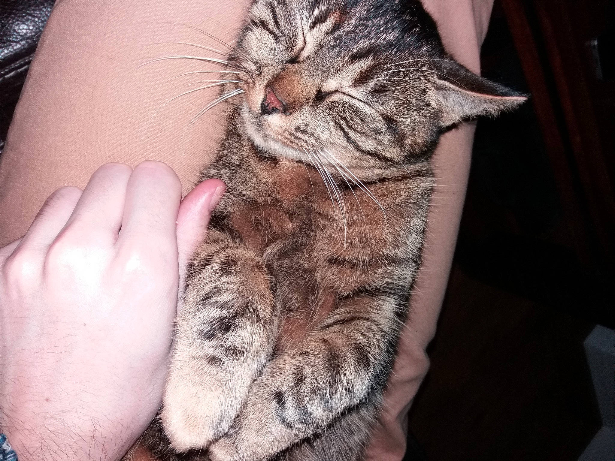 Noisette participe au concours pour gagner de l'argent avec cette photo : american_shorthair, asian, california_spangled, carnivore, cat, claw, domestic_short_haired_cat, dragon_li, egyptian_mau, european_shorthair, felidae, fur, hand, kitten, pixie_bob, skin, small_to_medium_sized_cats, snout, tabby_cat, whiskers