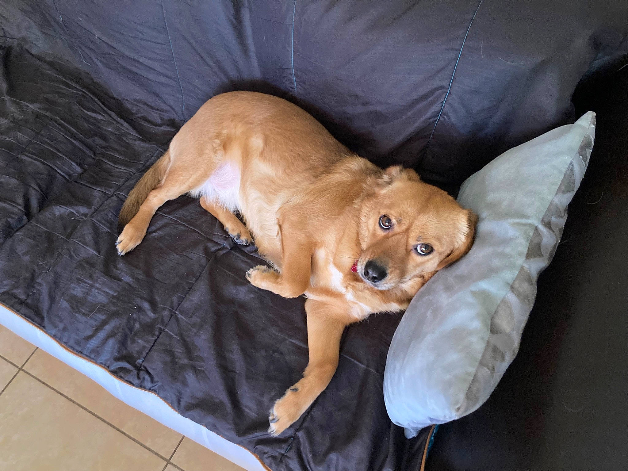 Maya participe au concours pour gagner de l'argent avec cette photo : canidae, carnivore, comfort, companion_dog, couch, dog, dog_breed, dog_supply, fawn, liver, non_sporting_group, paw, sporting_group, stuffed_toy, tail, toy, toy_dog, whiskers, wood, working_animal