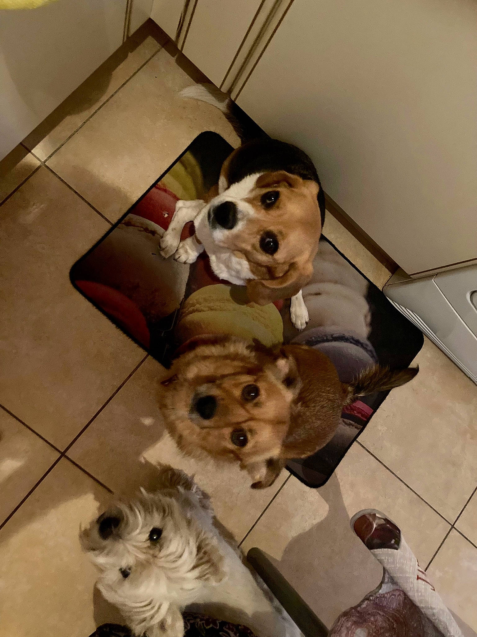 Maya a rejoint le concours — aidez-le/la à gagner de superbes lots ! canidae, carnivore, companion_dog, dog, dog_breed, dog_crate, dog_supply, fawn, flooring, fur, room, selfie, small_terrier, snout, sporting_group, stuffed_toy, terrier, toy, toy_dog, working_animal