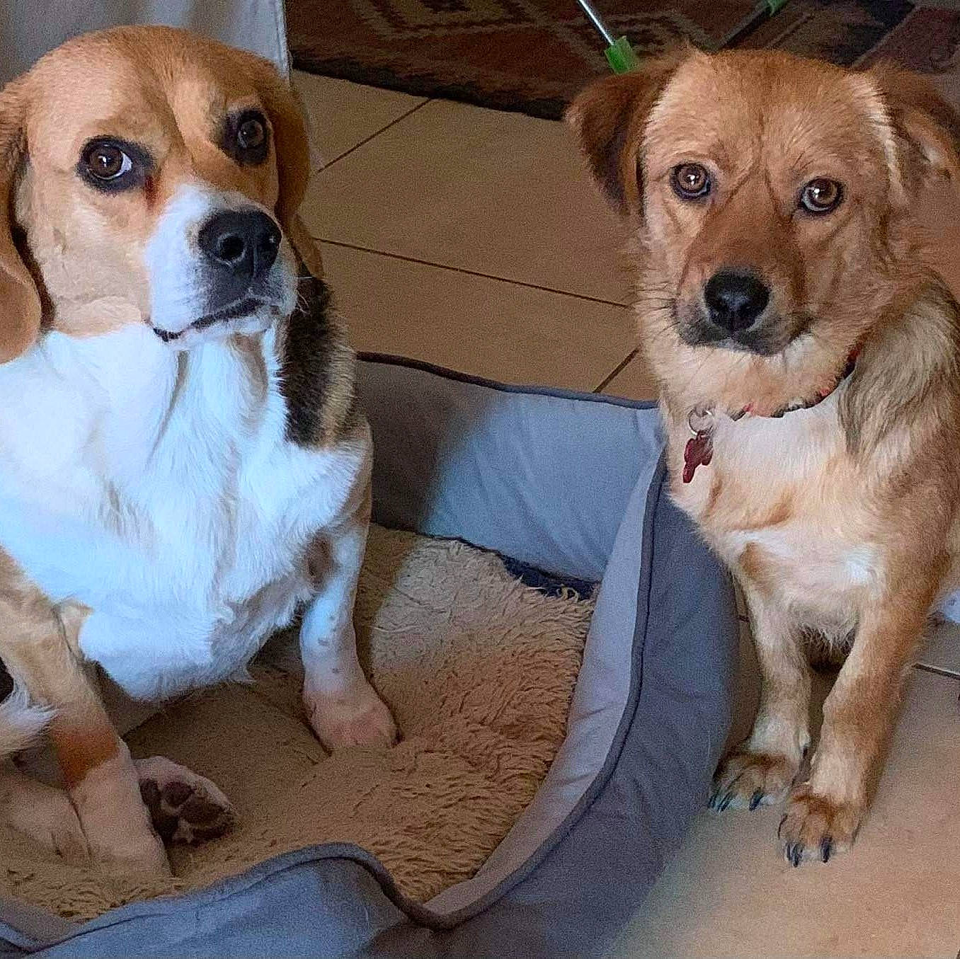 Maya a rejoint le concours — aidez-le/la à gagner de superbes lots ! ancient_dog_breeds, canidae, carnivore, collar, companion_dog, dog, dog_breed, dog_supply, fawn, firefighter, fur, irishjacks, paw, pet_supply, puppy, snout, sporting_group, toy_dog, whiskers, working_animal