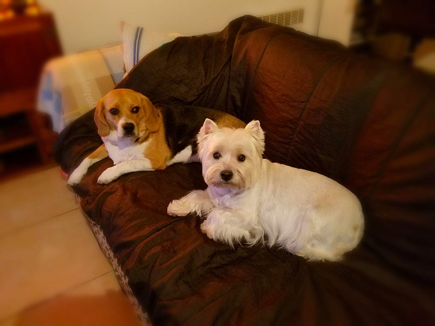 Thays participe au concours pour gagner de l'argent avec cette photo : canidae, carnivore, cavachon, companion_dog, coton_de_tulear, dog, dog_breed, maltese, mammal, norfolk_terrier, puppy, puppy_love, rare_breed_dog, schnoodle, sealyham_terrier, sporting_group, sporting_lucas_terrier, terrier, vertebrate, west_highland_white_terrier