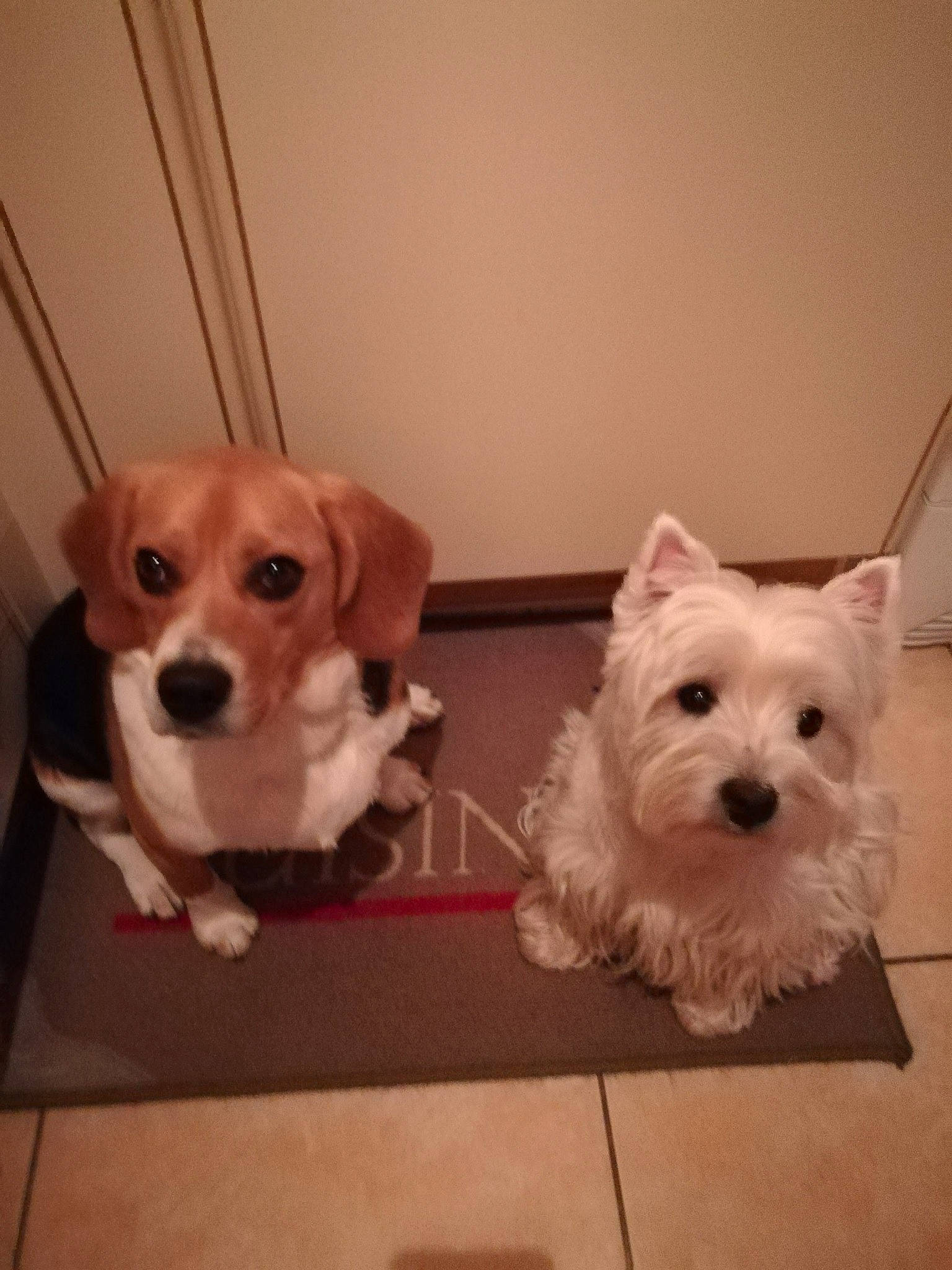 Thays a rejoint le concours — aidez-le/la à gagner de superbes lots ! canidae, carnivore, cavachon, companion_dog, dog, dog_breed, maltese, mammal, morkie, non_sporting_group, puppy, rare_breed_dog, schnoodle, skin, small_terrier, sporting_lucas_terrier, terrier, toy_dog, vertebrate, west_highland_white_terrier