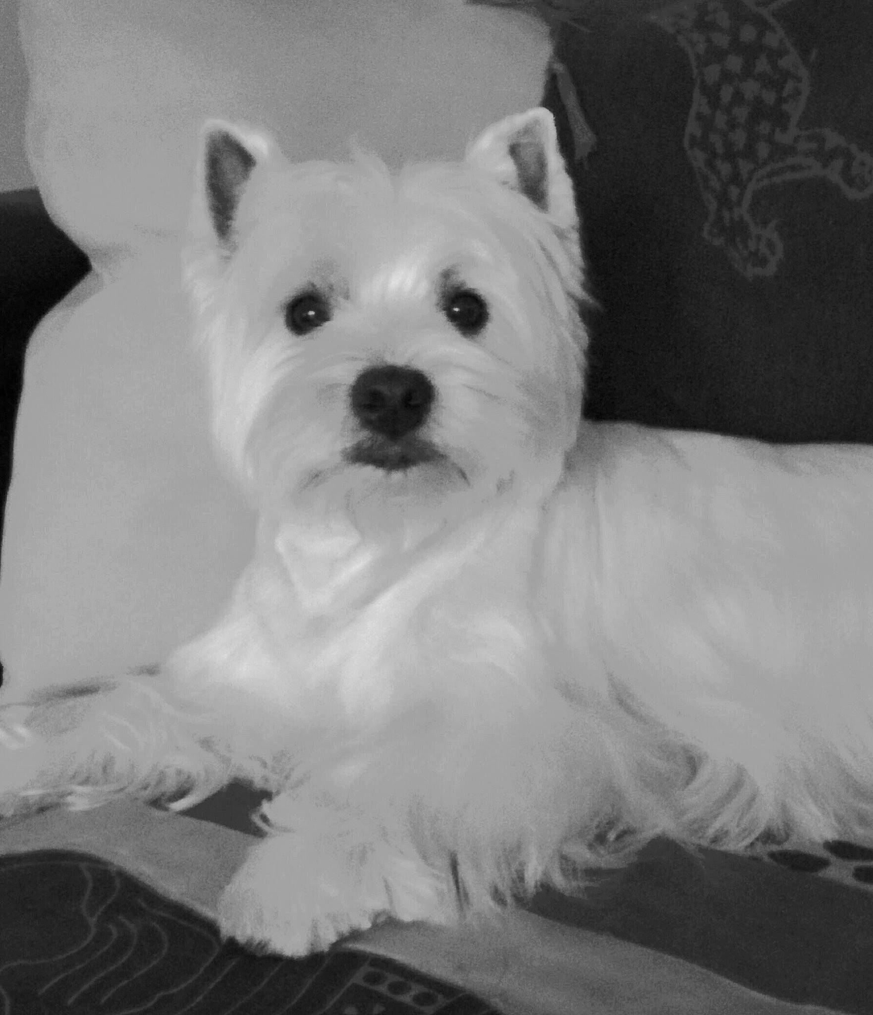 Thays participe au concours pour gagner de l'argent avec cette photo : black_and_white, canidae, carnivore, companion_dog, dog, dog_breed, maltese, mammal, puppy, rare_breed_dog, small_terrier, terrier, toy_dog, vertebrate, west_highland_white_terrier, white, yorkshire_terrier