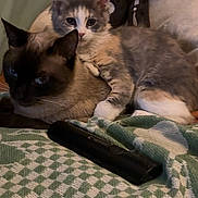 Cece is registered to the contest to win money with this photo: animal, blanket, cat, closeup, comfort, couch, cozy, cute, domestic, feline, fur, indoor, kitten, mammal, pets, plush_toy, relaxation, resting, skeleton_toy, snuggling