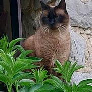 Leon a rejoint le concours — aidez-le/la à gagner de superbes lots ! cat, siamese_cat, animal, pet, feline, sitting, portrait, outdoor, garden, plants, greenery, stone_wall, doorway, rustic, whiskers, ears, brown_fur, dark_face, alert, nature