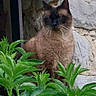 cat, siamese_cat, animal, pet, feline, sitting, portrait, outdoor, garden, plants, greenery, stone_wall, doorway, rustic, whiskers, ears, brown_fur, dark_face, alert, nature