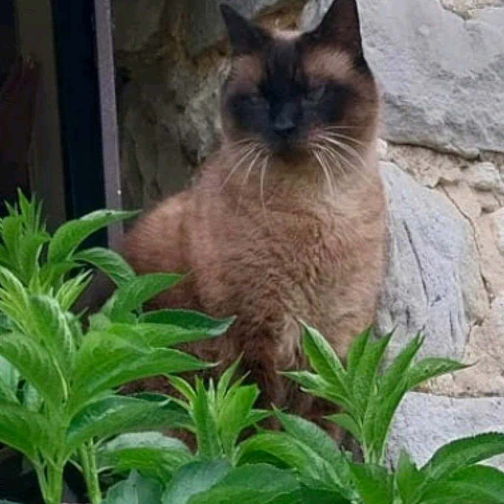 Leon a rejoint le concours — aidez-le/la à gagner de superbes lots ! cat, siamese_cat, animal, pet, feline, sitting, portrait, outdoor, garden, plants, greenery, stone_wall, doorway, rustic, whiskers, ears, brown_fur, dark_face, alert, nature