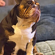 Georgia joined the competition — help win amazing prizes! bulldog, dog, pet, indoor, portrait, sitting, brown, white, wrinkles, fur, paw, animal, canine, cute, cozy, blanket, background, looking_away, soft_lighting, closeup