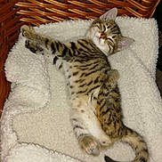 Perfect participe au concours pour gagner de l'argent avec cette photo : cat, kitten, tabby, stretching, sleeping, basket, blanket, fluffy, cozy, pet, animal, feline, cute, relaxed, indoor, soft, resting, whiskers, tail, comfort