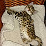 cat, kitten, tabby, stretching, sleeping, basket, blanket, fluffy, cozy, pet, animal, feline, cute, relaxed, indoor, soft, resting, whiskers, tail, comfort
