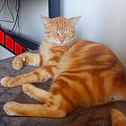 Mylo a rejoint le concours — aidez-le/la à gagner de superbes lots ! abyssinian, animal, architecture, building, cat, computerhardware, desk, electronics, furniture, hardware, indoors, kitten, livingroom, manx, monitor, pet, room, screen, table, wood