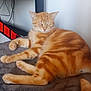 abyssinian, animal, architecture, building, cat, computerhardware, desk, electronics, furniture, hardware, indoors, kitten, livingroom, manx, monitor, pet, room, screen, table, wood