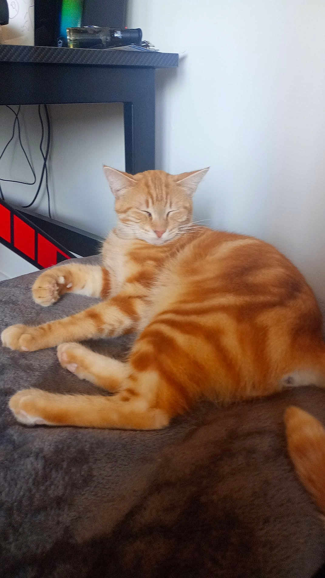 Mylo a rejoint le concours — aidez-le/la à gagner de superbes lots ! abyssinian, animal, architecture, building, cat, computerhardware, desk, electronics, furniture, hardware, indoors, kitten, livingroom, manx, monitor, pet, room, screen, table, wood