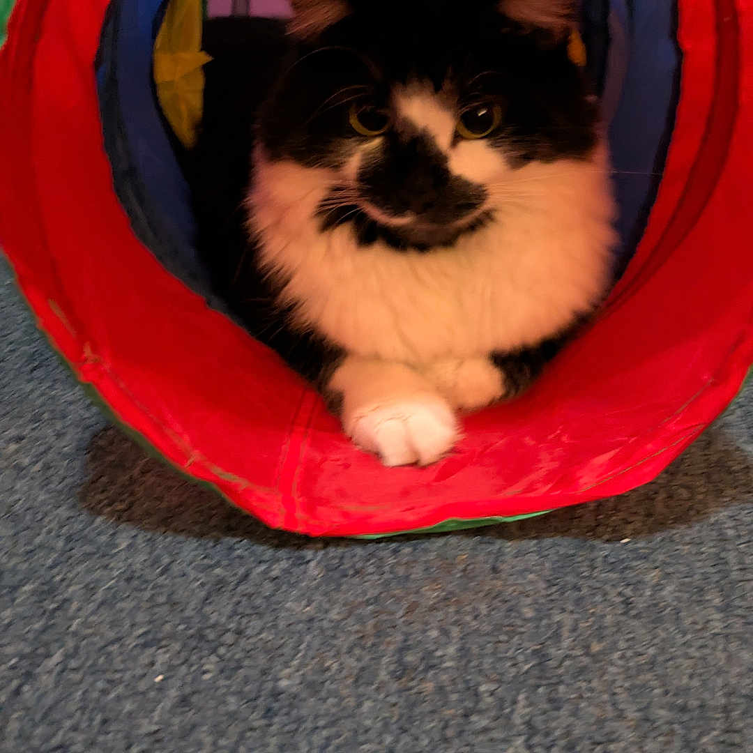 Phoebe