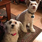 Ranger is registered to the contest to win money with this photo: animal, attentive, carpet, collar, companions, curious, cute, decor, dog, domestic, flooring, furniture, household, indoor, pet, small_dog, table, two_dogs, white_dog, wood_floor