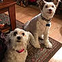 animal, attentive, carpet, collar, companions, curious, cute, decor, dog, domestic, flooring, furniture, household, indoor, pet, small_dog, table, two_dogs, white_dog, wood_floor