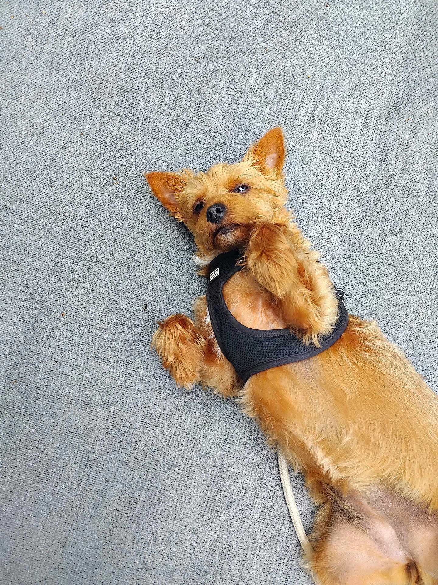 Sybelle