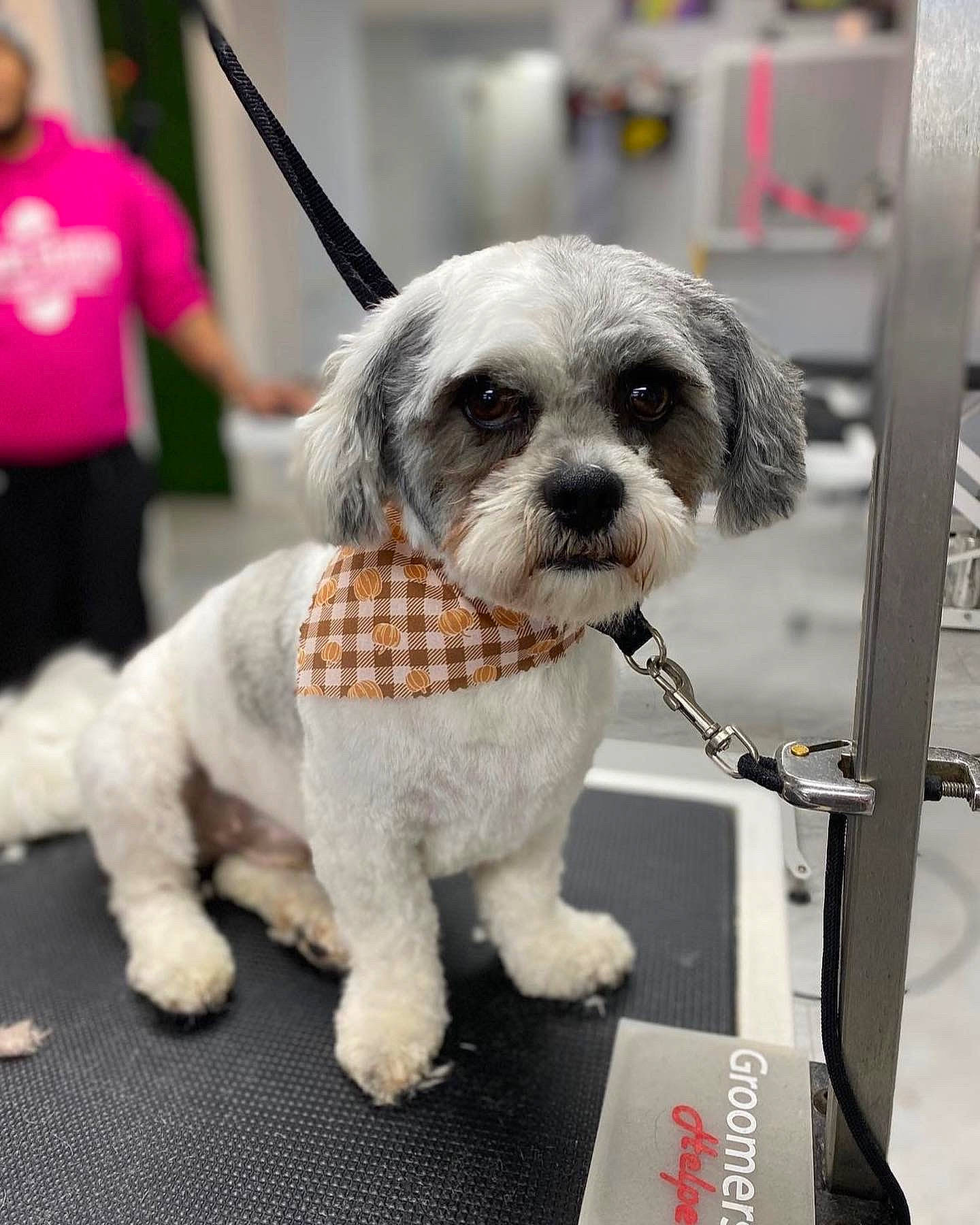 Charlie joined the competition — help win amazing prizes! canidae, carnivore, collar, companion_dog, dog, dog_breed, dog_clothes, dog_collar, dog_supply, event, fawn, fur, leash, pet_supply, snout, sporting_group, tail, terrier, toy_dog, working_animal