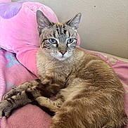 Ezra is registered to the contest to win money with this photo: cat, blue_eyes, feline, pet, animal, fur, tabby, indoor, resting, lying_down, soft_texture, blanket, plush_toy, pink, cozy, cute, whiskers, ears, tail, relaxed