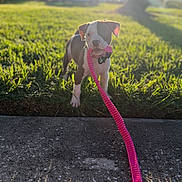 Lola is registered to the contest to win money with this photo: puppy, dog, pet, grass, outdoor, sunlight, sunset, golden_hour, leash, collar, bow_tie, pink, black_and_white, standing, portrait, park, lawn, cars, bokeh, cute
