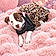 Lola