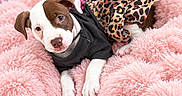 Lola is registered to the contest to win money with this photo: puppy, dog, pet, portrait, lying_down, fluffy_blanket, pink, leopard_print, clothing, costume, black_shirt, heart_lights, indoor, soft_texture, cute, adorable, brown_and_white, puppy_face, cozy, photography