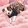 puppy, dog, pet, portrait, lying_down, fluffy_blanket, pink, leopard_print, clothing, costume, black_shirt, heart_lights, indoor, soft_texture, cute, adorable, brown_and_white, puppy_face, cozy, photography