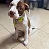 Lola joined the competition — help win amazing prizes! puppy, dog, pit_bull, brown_and_white, sitting, head_tilt, collar, green_collar, indoors, tile_floor, portrait, close_up, pet, canine, short_hair, floppy_ears, looking_at_camera, curious, blurred_background, animal