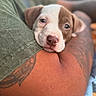 Lola is registered to the contest to win money with this photo: puppy, dog, brown_and_white, portrait, close_up, sleepy, cute, pet, animal, nose, eyes, floppy_ears, short_fur, tattoo, human_arm, cuddle, resting, indoors, soft_focus, cozy