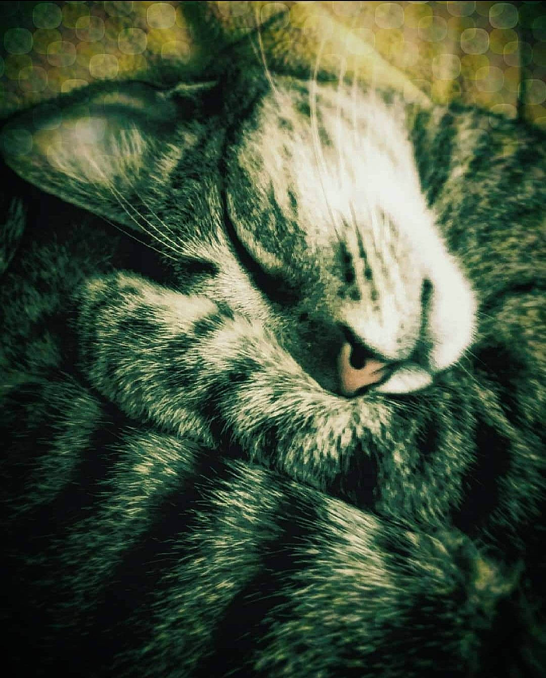 Ticha participe au concours pour gagner de l'argent avec cette photo : carnivore, cat, cloud, darkness, domestic_short_haired_cat, electric_blue, felidae, fur, grey, meteorological_phenomenon, mountain, pattern, paw, sky, small_to_medium_sized_cats, snout, square, tail, whiskers, wood