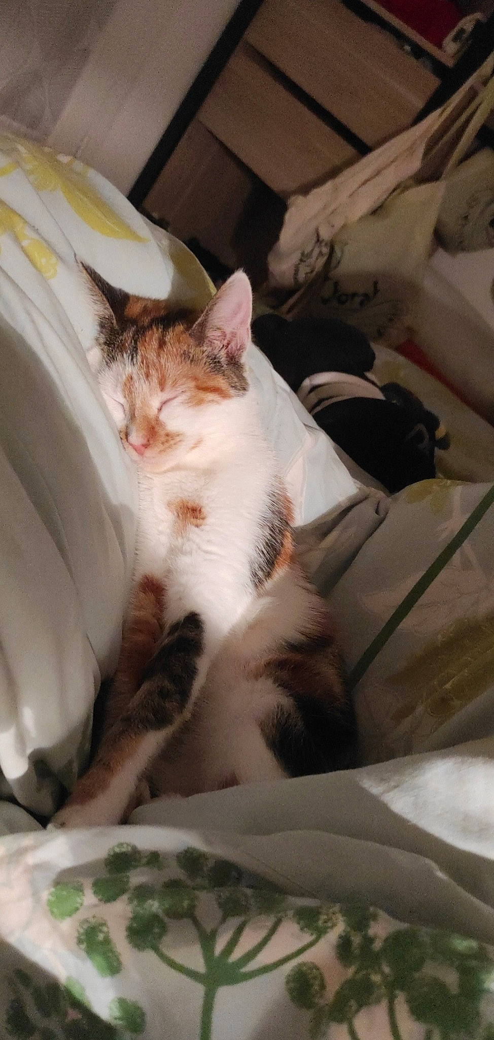 Lilith a rejoint le concours — aidez-le/la à gagner de superbes lots ! bedding, carnivore, cat, comfort, dishware, domestic_short_haired_cat, fawn, felidae, fur, linens, nap, paw, platter, serveware, sleep, small_to_medium_sized_cats, snout, tableware, tail, whiskers