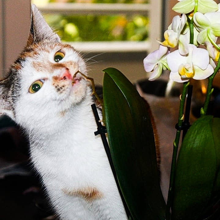 Lilith a rejoint le concours — aidez-le/la à gagner de superbes lots ! blossom, carnivore, cat, domestic_short_haired_cat, fawn, felidae, flower, flowering_plant, fur, houseplant, perennial_plant, petal, plant, small_to_medium_sized_cats, snout, tail, terrestrial_plant, tree, whiskers, window