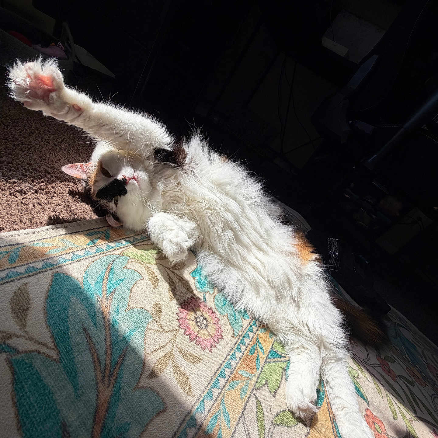 Ponyo is registered to the contest to win money with this photo: cat, stretching, sunlight, indoor, rug, fluffy, white_fur, black_patch, orange_patch, paw, pink_paw_pad, relaxed, cozy, carpet, patterned_rug, shadow, floor, home, pet, animal