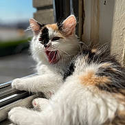 Ponyo joined the competition — help win amazing prizes! cat, kitten, calico, fluffy, yawning, windowsill, sunlight, feline, pet, animal, fur, whiskers, ears, paw, relaxed, indoor, closeup, cute, sleepy, domestic_cat