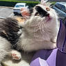 Ponyo is registered to the contest to win money with this photo: cat, kitten, calico, fluffy, paw, whiskers, window, sunlight, indoor, curious, closeup, pet, animal, feline, purple, object, soft, cute, young, relaxed