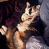 Ponyo joined the competition — help win amazing prizes! cat, calico, fluffy, bed, blanket, pillow, cozy, sleepy, fur, resting, indoor, animal, pet, relaxed, cute, comfort, warm, soft, orange, white
