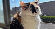 Ponyo is registered to the contest to win money with this photo: cat, kitten, calico, feline, windowsill, sunlight, indoor, curious, fur, whiskers, blue_sky, window_screen, pet, animal, young, sitting, daylight, closeup, cute, domestic