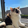 cat, kitten, calico, feline, windowsill, sunlight, indoor, curious, fur, whiskers, blue_sky, window_screen, pet, animal, young, sitting, daylight, closeup, cute, domestic