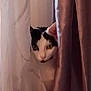 Félix a rejoint le concours — aidez-le/la à gagner de superbes lots ! cat, curtains, black_and_white, animal, pet, indoor, peeking, curious, hidden, cozy, soft_light, closeup, whiskers, ears, portrait, feline, cute, playful, home, window