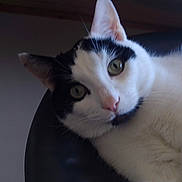 Félix a rejoint le concours — aidez-le/la à gagner de superbes lots ! cat, black_and_white, green_eyes, close_up, pet, animal, curious, indoor, feline, whiskers, ears, face, resting, relaxed, fur, portrait, looking_at_camera, domestic_cat, soft_light, seated