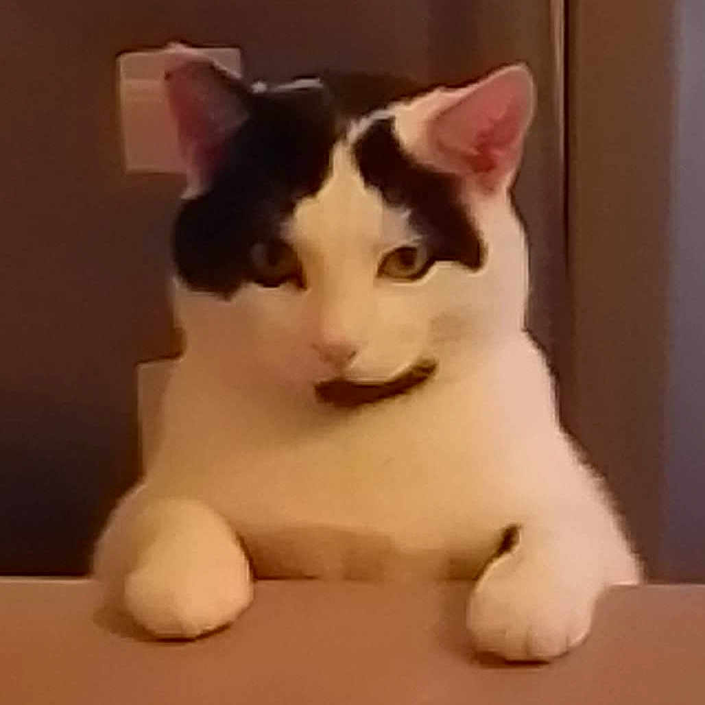 Félix participe au concours pour gagner de l'argent avec cette photo : carmine, carnivore, cat, domestic_short_haired_cat, felidae, flooring, foot, fur, paw, small_to_medium_sized_cats, snout, tail, terrestrial_animal, whiskers