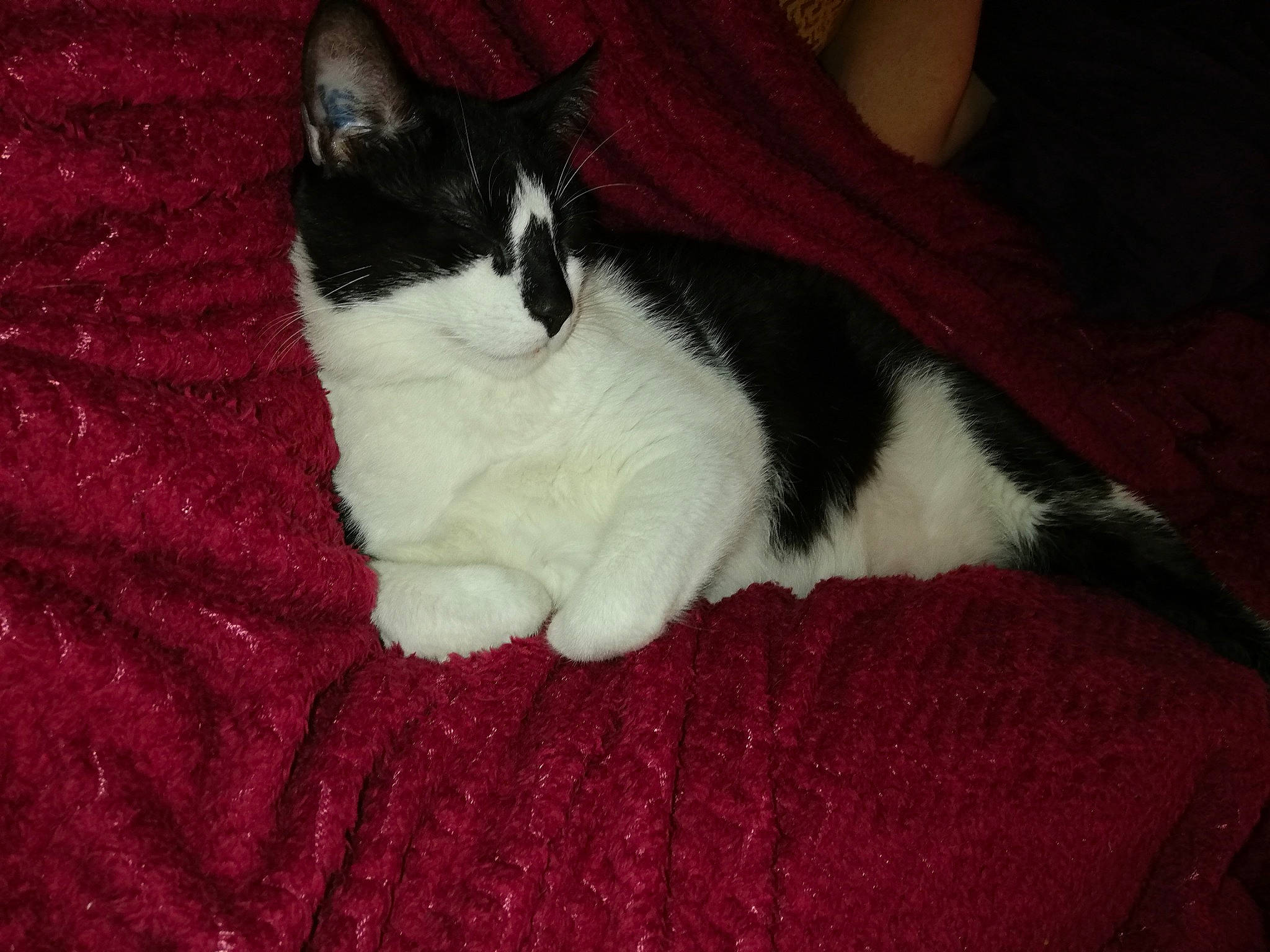 Minou a rejoint le concours — aidez-le/la à gagner de superbes lots ! american_wirehair, carnivore, cat, claw, domestic_short_haired_cat, felidae, fur, japanese_bobtail, kitten, mammal, paw, polydactyl_cat, small_to_medium_sized_cats, tail, whiskers