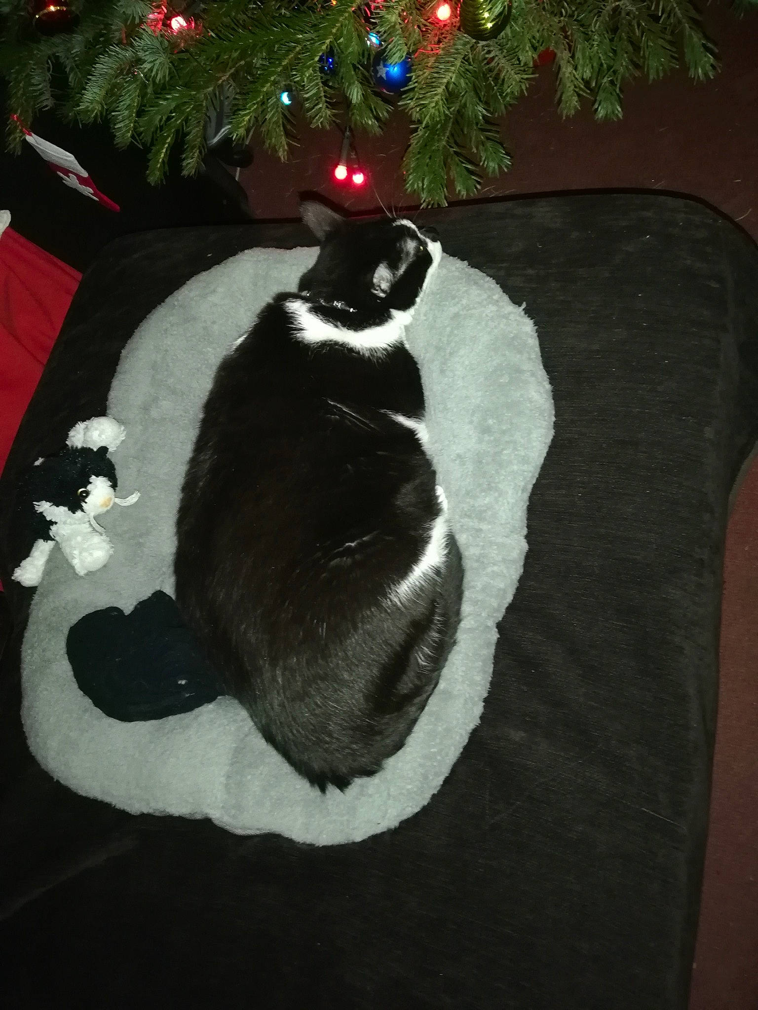 Minou a rejoint le concours — aidez-le/la à gagner de superbes lots ! black_cat, boston_terrier, cat, christmas, christmas_ornament, christmas_tree, felidae, fur, interior_design, small_to_medium_sized_cats, tail, tree, whiskers