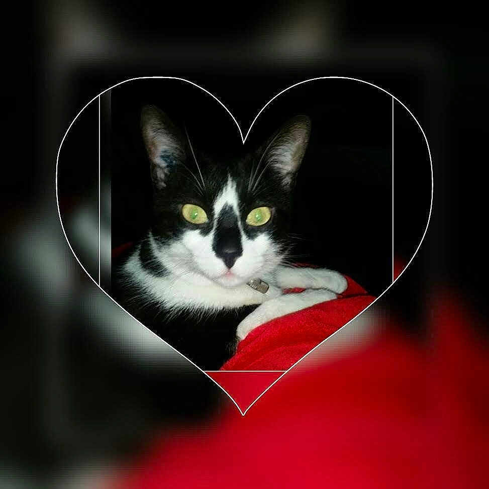 Minou
