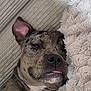Boyka a rejoint le concours — aidez-le/la à gagner de superbes lots ! dog, sleeping, tongue_out, couch, blanket, cozy, pet, fur, indoor, resting, close_up, snout, ear, relaxed, comfort, cute, domestic_animal, animal, muzzle, texture