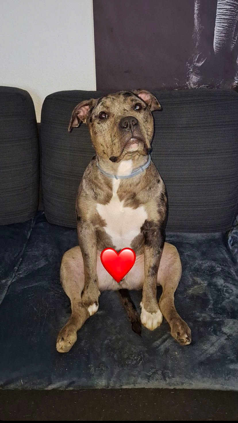 Boyka a rejoint le concours — aidez-le/la à gagner de superbes lots ! dog, brindle, pet, collar, sitting, couch, indoor, animal, canine, fur, ears, face, looking, expression, paw, legs, home, comfort, furniture, resting