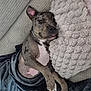 Boyka a rejoint le concours — aidez-le/la à gagner de superbes lots ! dog, canine, pet, resting, blanket, couch, pillow, cozy, indoor, fur, tongue_out, relaxed, sleepy, animal, muzzle, paw, comfort, soft, home, nap